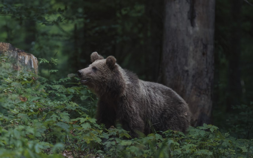 Braunbär im dichten Waldunterholz